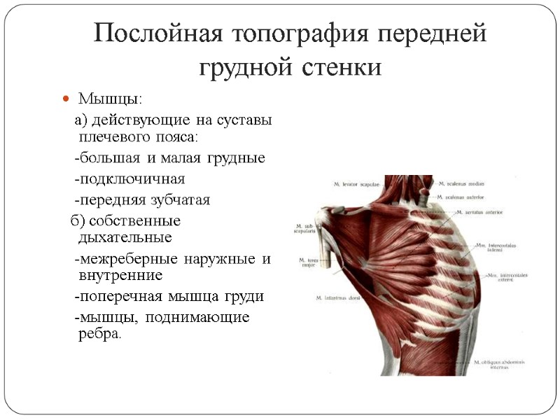 Послойная топография передней грудной стенки Мышцы:    а) действующие на суставы плечевого
